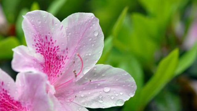 杜鹃花烂根怎么办 杜鹃花烂根怎么办