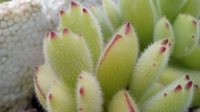 熊童子多久浇一次水 熊童子多久浇一次水