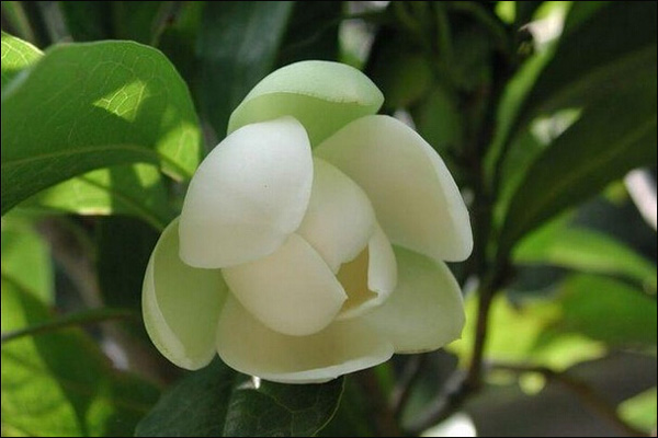 含笑花能养在室内吗 含笑花能养在室内吗