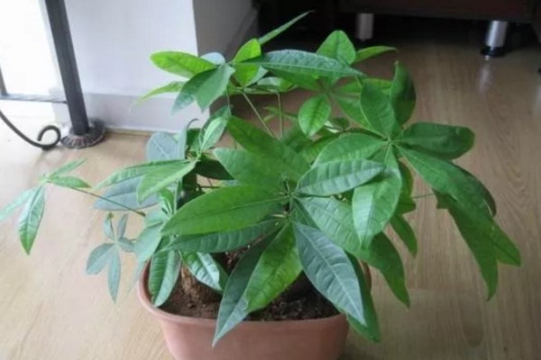 发财树不用买,掐个枝插土里就活,10天冒出大白根! 发财树不用买,掐个枝插土里就活,10天冒出大白根!