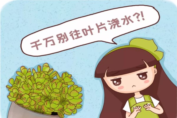 这5种多肉,千万别往叶片喷水,否则喷一盆烂一盆! 这5种多肉,千万别往叶片喷水,否则喷一盆烂一盆!