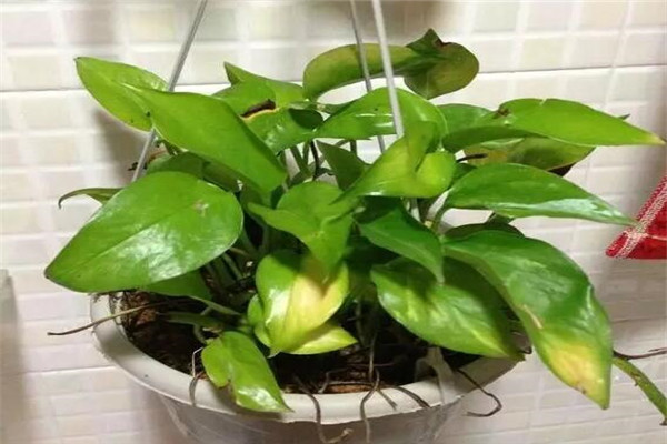 氮磷钾肥还用花钱买?自己做方便又便宜,用了花苞呼呼冒! 氮磷钾肥还用花钱买?自己做方便又便宜,用了花苞呼呼冒!