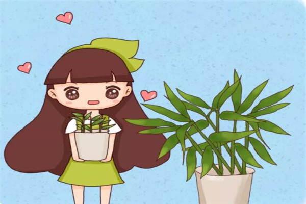 发芽的姜块别扔,比富贵竹好养,又高又绿还能吃! 发芽的姜块别扔,比富贵竹好养,又高又绿还能吃!