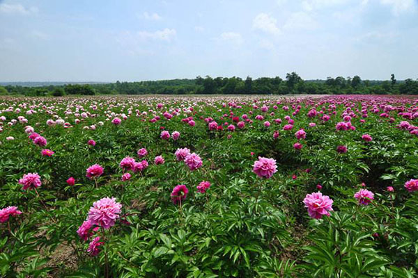 芍药如何延长花期 芍药如何延长花期