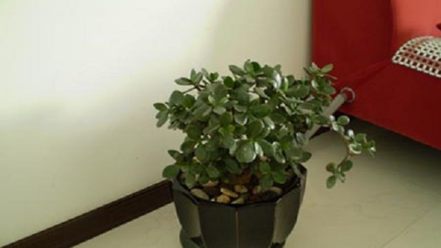 玉树常见的病虫害防治 玉树常见的病虫害防治