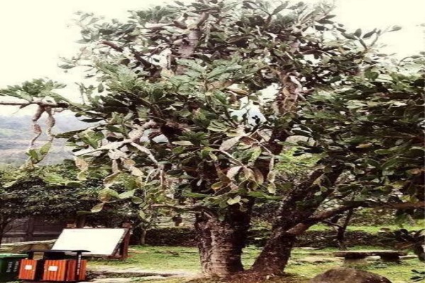 50年的牡丹,110年的仙人掌,这些花岁数竟比你还大! 50年的牡丹,110年的仙人掌,这些花岁数竟比你还大!