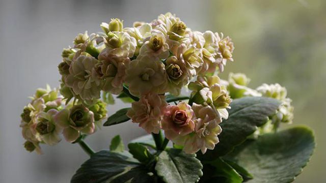 长寿花怎样养才能爆盆 长寿花怎样养才能爆盆