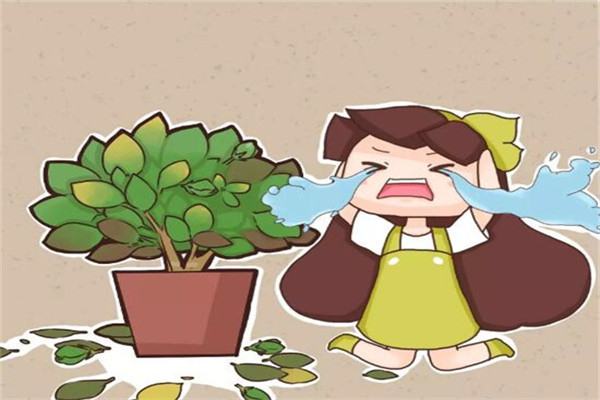 栀子黄叶掉花苞?这么养,绿得流油,立马开爆盆! 栀子黄叶掉花苞?这么养,绿得流油,立马开爆盆!