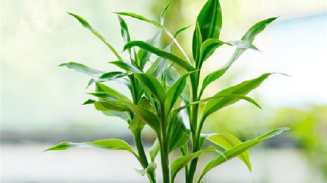 富贵竹用什么肥料 富贵竹用什么肥料