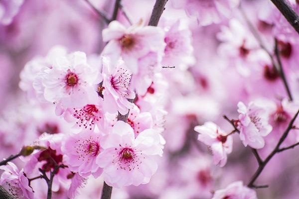 桃花可以泡水喝吗 桃花可以泡水喝吗