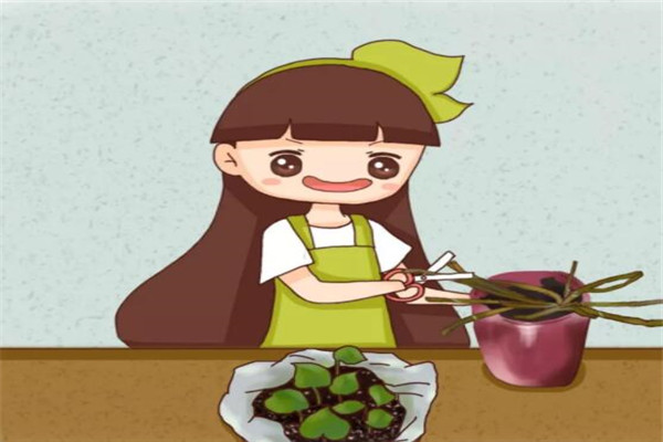 绿萝栀子…秃得只剩梗?拿毛巾一裹,5天生根1个月就爆盆! 绿萝栀子…秃得只剩梗?拿毛巾一裹,5天生根1个月就爆盆!