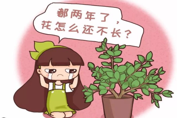 多肉君子兰…长太慢?随手撒点它,立马疯长爆盆! 多肉君子兰…长太慢?随手撒点它,立马疯长爆盆!