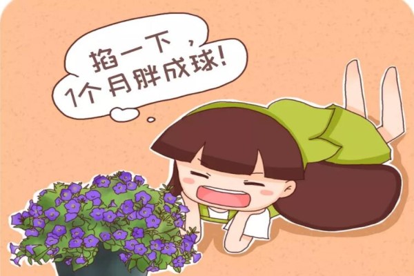 天竺葵矮牵牛…掐1下,1个月胖成球! 天竺葵矮牵牛…掐1下,1个月胖成球!