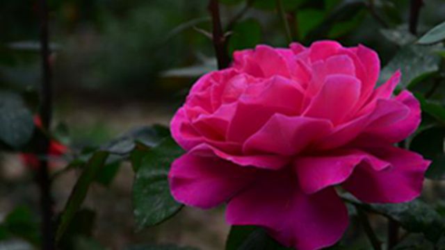 月季叶子卷曲怎么办