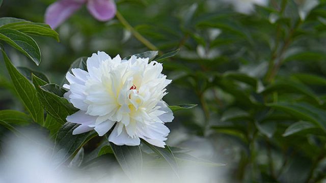 芍药烂根怎么办 芍药烂根怎么办
