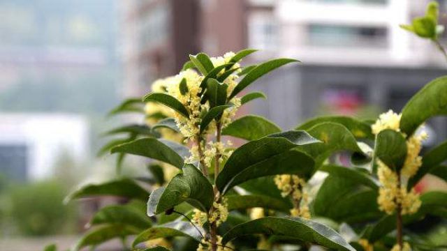 四季桂什么时候开花 四季桂什么时候开花