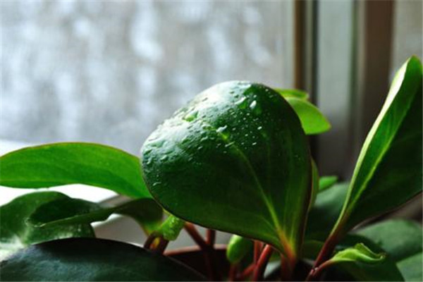 豆瓣绿的花语 豆瓣绿的花语