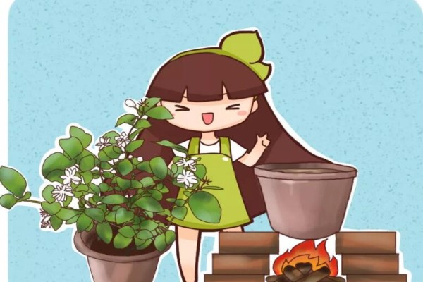 茉莉进锅煮一煮,叶绿枝壮,花朵呼呼冒! 茉莉进锅煮一煮,叶绿枝壮,花朵呼呼冒!