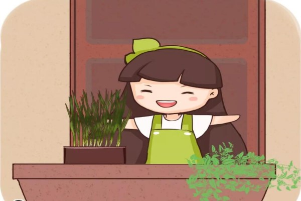 韭菜不用买,阳台种1盆,随吃随割,绿色又健康! 韭菜不用买,阳台种1盆,随吃随割,绿色又健康!