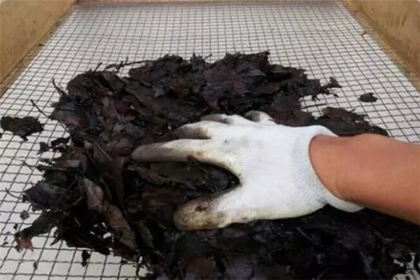 茉莉栀子养不好,肯定土不对!2步自制酸性土,用了花猛开! 茉莉栀子养不好,肯定土不对!2步自制酸性土,用了花猛开!
