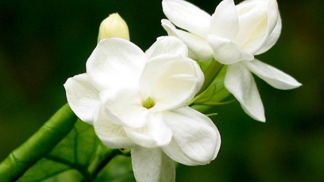 栀子花长蚧壳虫怎么办 栀子花长蚧壳虫怎么办
