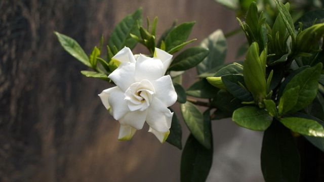 栀子花长红蜘蛛怎么办 栀子花长红蜘蛛怎么办