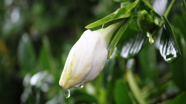 栀子花长白粉虱怎么办 栀子花长白粉虱怎么办