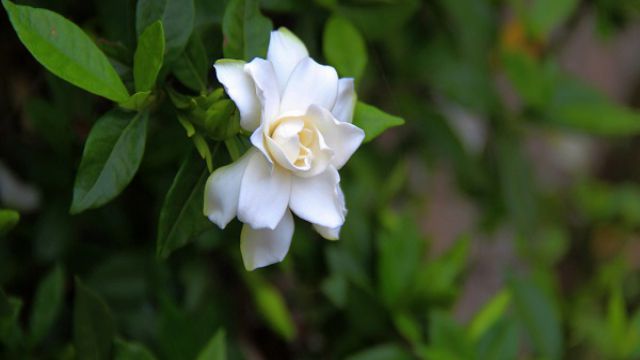 栀子花长腻虫怎么办 栀子花长腻虫怎么办