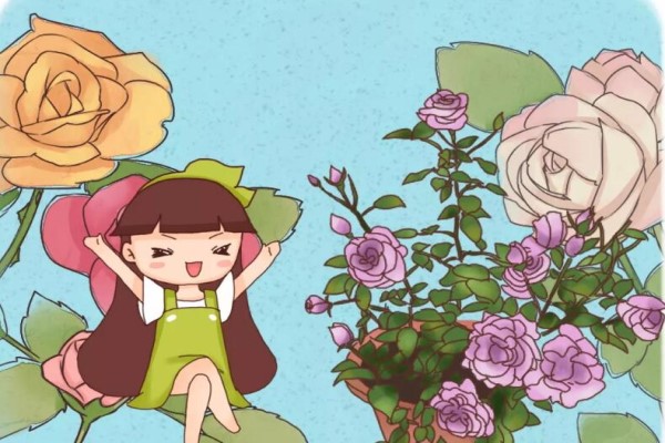 月季盆里撒点它,月月花开爆,根本停不下来! 月季盆里撒点它,月月花开爆,根本停不下来!