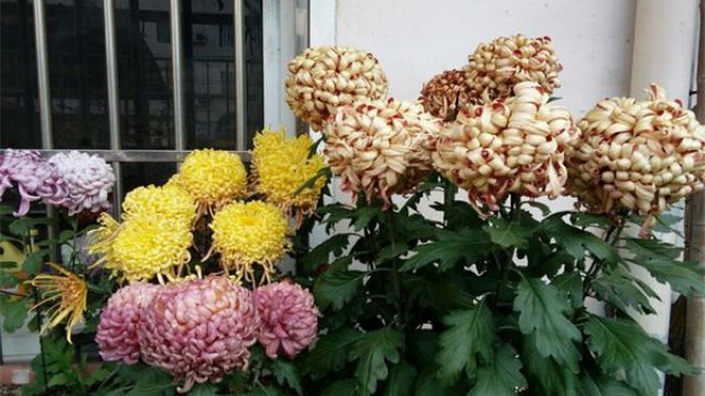 菊花什么时候开花 菊花什么时候开花