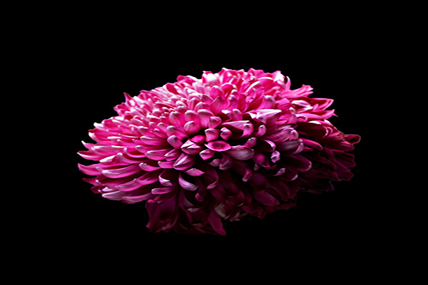 菊花有毒吗 菊花有毒吗