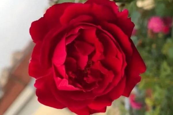 中国这17种月季,花大饱满,比欧月好看多了! 中国这17种月季,花大饱满,比欧月好看多了!