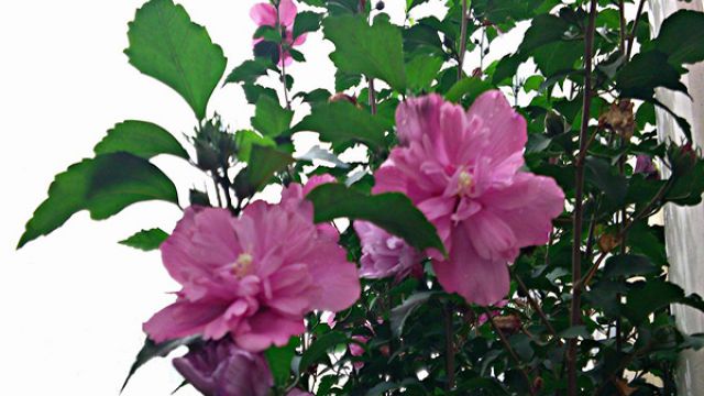 木槿花常见虫害及解决办法 木槿花常见虫害及解决办法