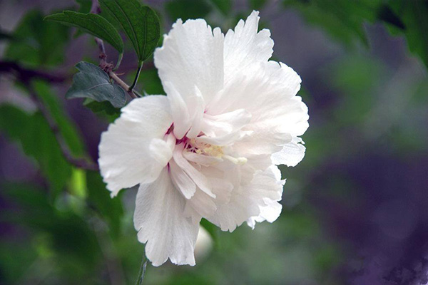 木槿花怎么吃 木槿花怎么吃