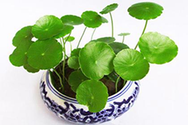 铜钱草怎么吃 铜钱草怎么吃