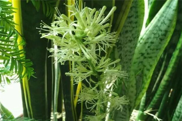 邻居家的虎皮兰窜到1米高,又开花又结果!你家的却不长,咋回事? 邻居家的虎皮兰窜到1米高,又开花又结果!你家的却不长,咋回事?