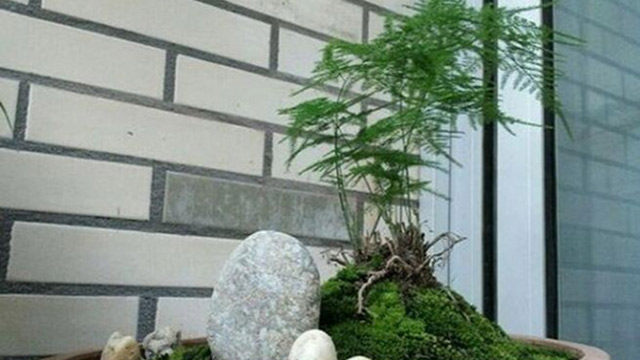 文竹夏天怎么养 文竹夏天怎么养