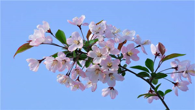 海棠花的养殖方法和注意事项 海棠花的养殖方法和注意事项