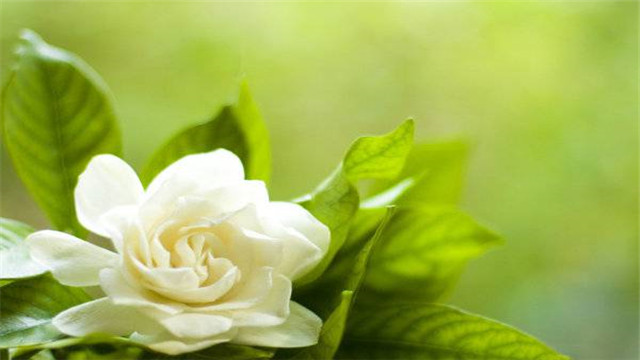 栀子花花语大全 栀子花花语大全