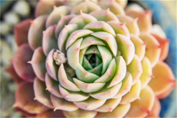 老婆是个多肉迷,是一种什么体验? 老婆是个多肉迷,是一种什么体验?