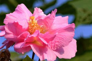 芙蓉花叶子黄了怎么办