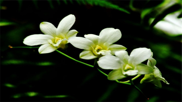 兰花花期如何管理 兰花花期如何管理
