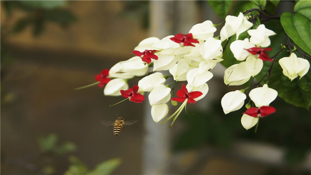 如何延长龙吐珠的花期 如何延长龙吐珠的花期