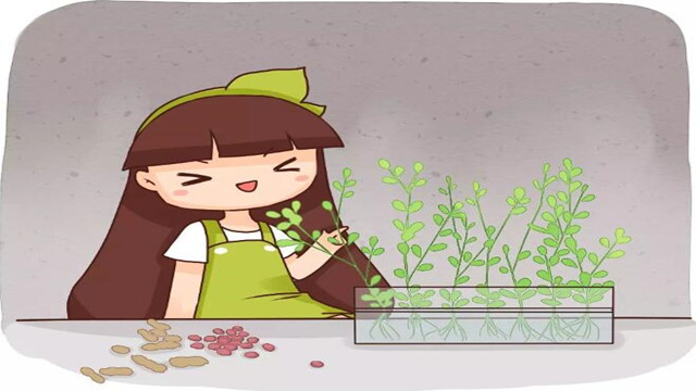 1粒花生扔盆里,长大竟比绿萝还美,1棵结了50个果! 1粒花生扔盆里,长大竟比绿萝还美,1棵结了50个果!