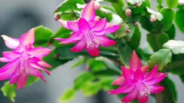 蟹爪兰掉花苞怎么救 蟹爪兰掉花苞怎么救