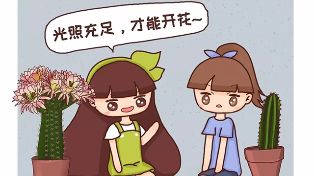 他家的仙人球开花100朵,你家的还在装死?到底为啥? 他家的仙人球开花100朵,你家的还在装死?到底为啥?