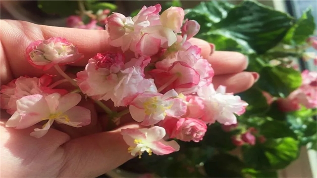 绿萝吊兰种腻了,换这6种花放客厅,四季开花看不停! 绿萝吊兰种腻了,换这6种花放客厅,四季开花看不停!