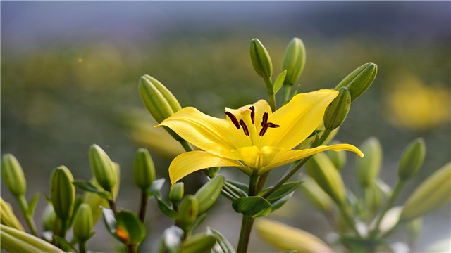 百合花的养殖方法和注意事项 百合花的养殖方法和注意事项