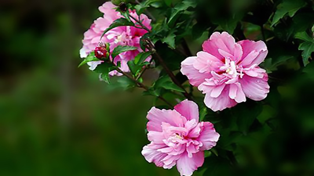 盆栽木槿花怎么养 盆栽木槿花怎么养