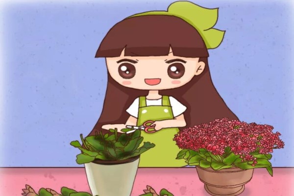 月季栀子...咔嚓来1刀,花苞蹭蹭冒,爆盆啦! 月季栀子...咔嚓来1刀,花苞蹭蹭冒,爆盆啦!